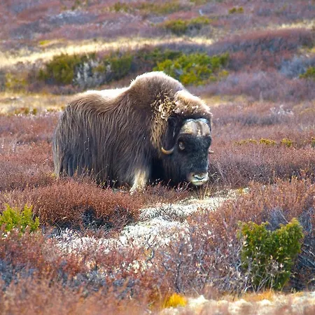 Dombas Motel Dombås