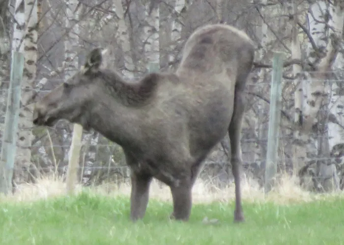 Dombas Motel Dombås